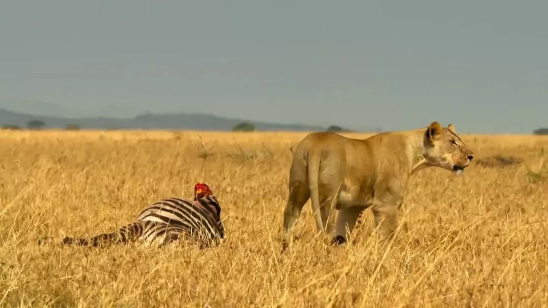 塞伦盖蒂第一季